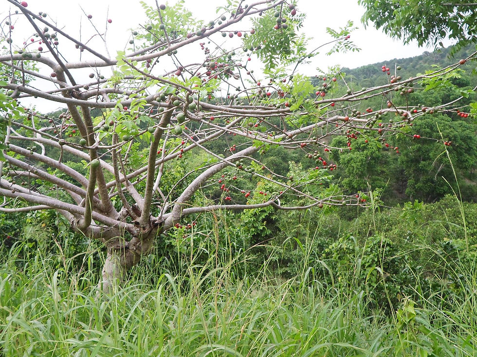 Paisaje6