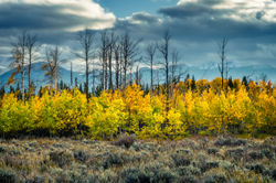 0512-Montana Autumn Colors