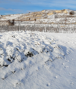 20210127_095439_resized (002).jpg