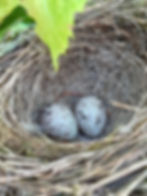 Nest