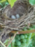 gut versteckt im Rebstock