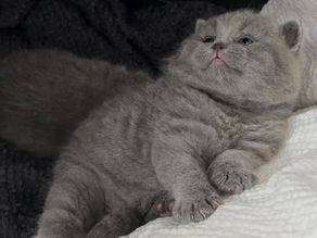 Wir haben Kitten-Wurf Y 