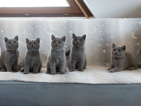 BKH Kitten nehmen abschied, ein neues Zuhause für Kitten.
