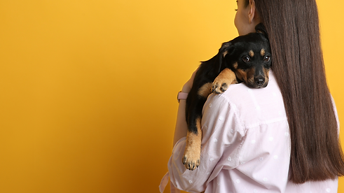 DP Pets Co - About us - Pet Journey Image