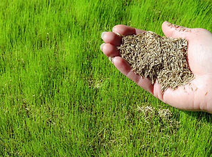 overseeding (1).jpg