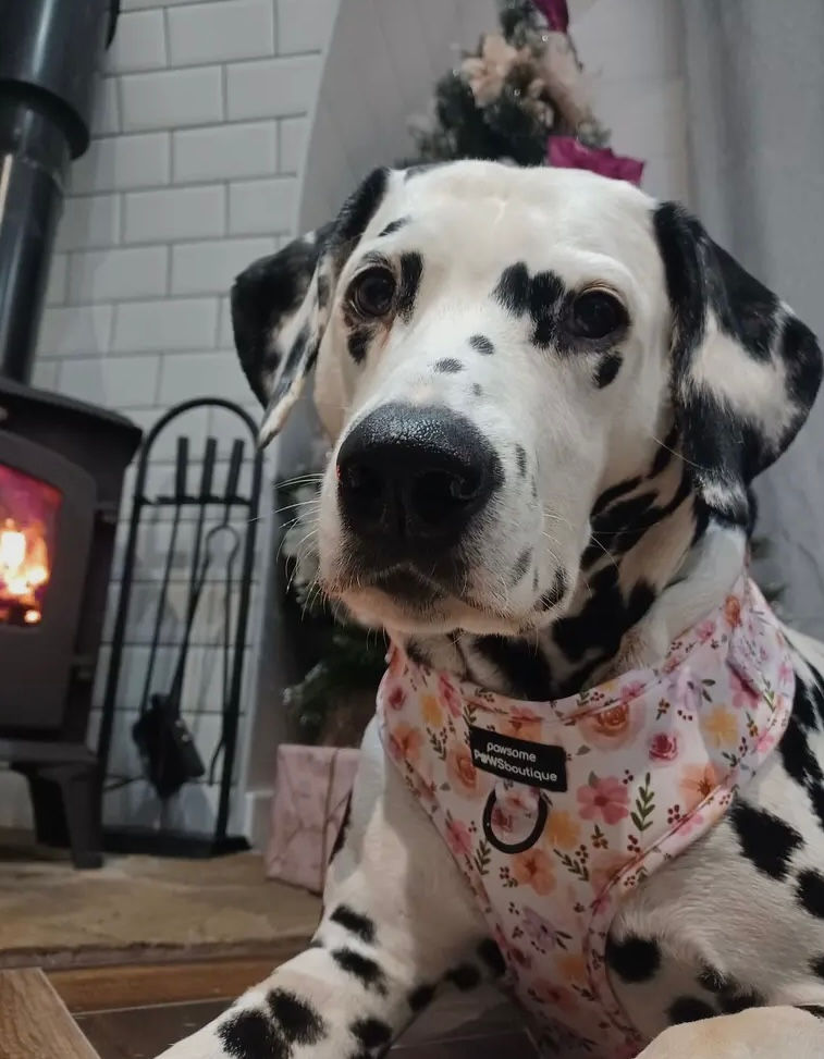 Miniatyrbilde: Betsy´s Bouquet