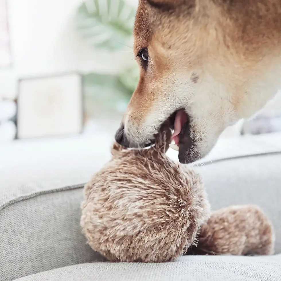 Miniatyrbilde: Squirrel pop