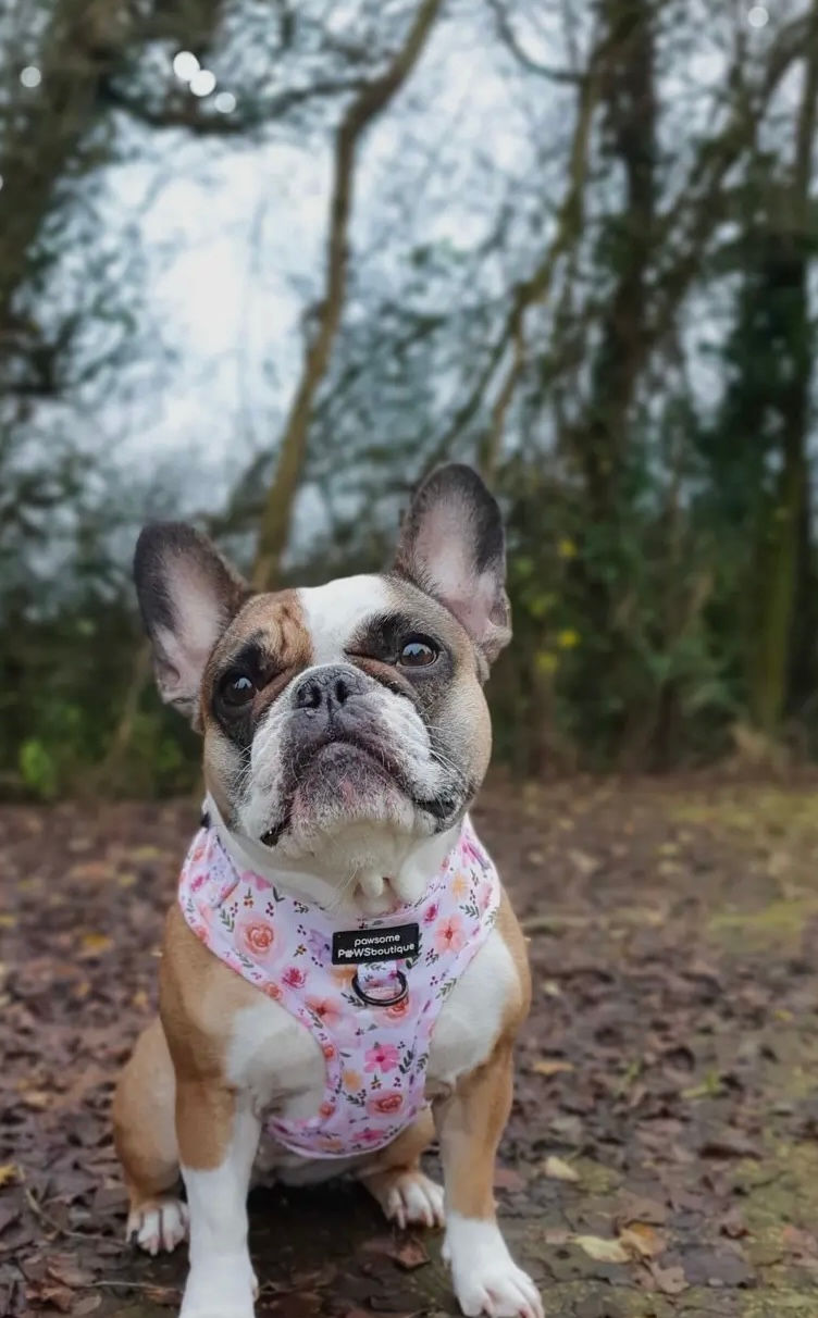 Miniatyrbilde: Betsy´s Bouquet