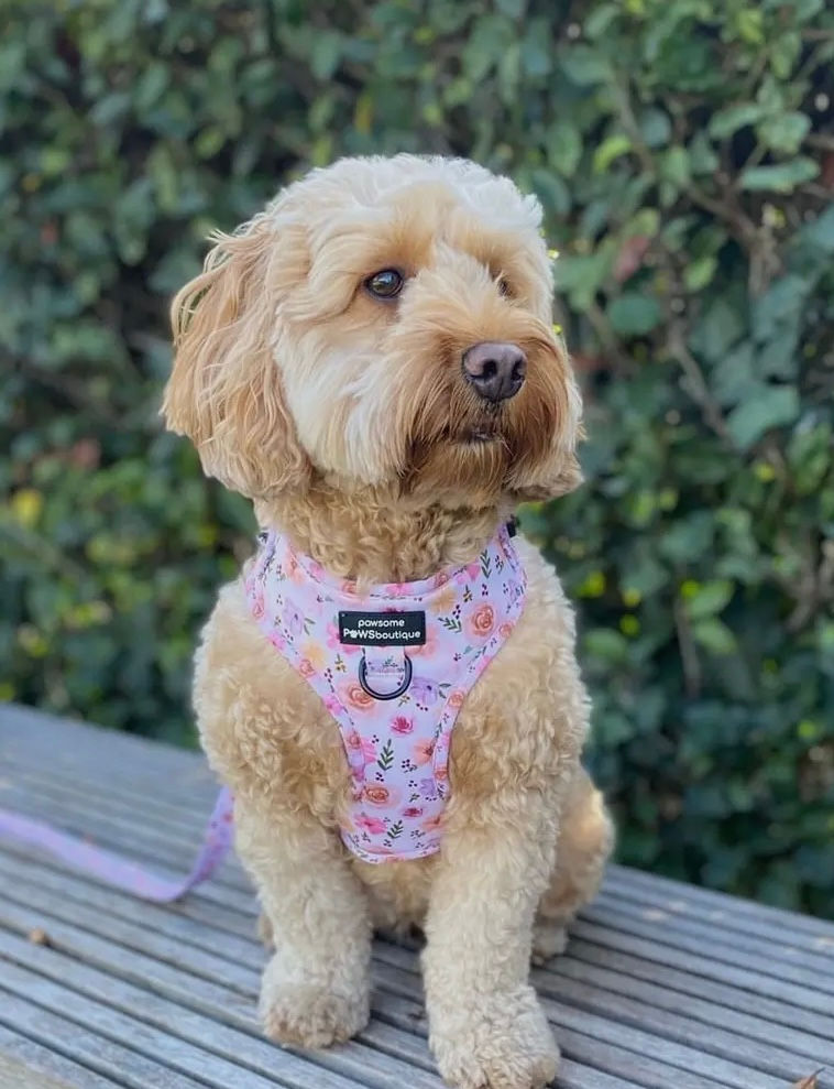 Miniatyrbilde: Betsy´s Bouquet