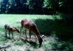 DOE AND FAWN