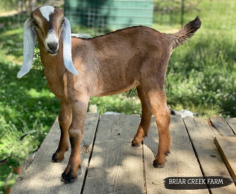 BRIAR CREEK FARM ROCKINGHAM