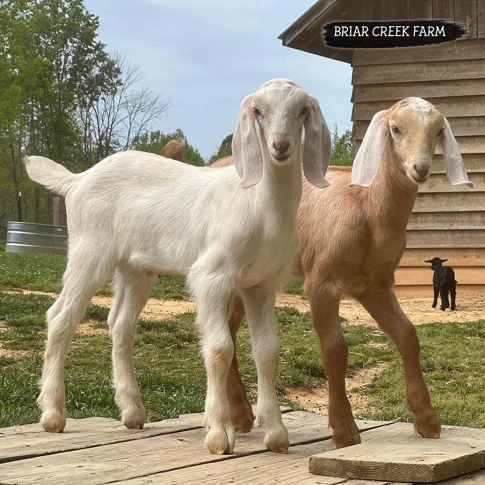 BRIAR CREEK FARM CLOUD COVER