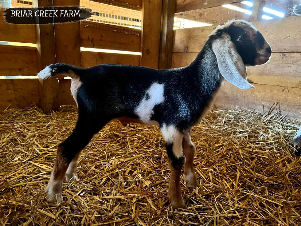 BRIAR CREEK FARM MASKED BANDIT