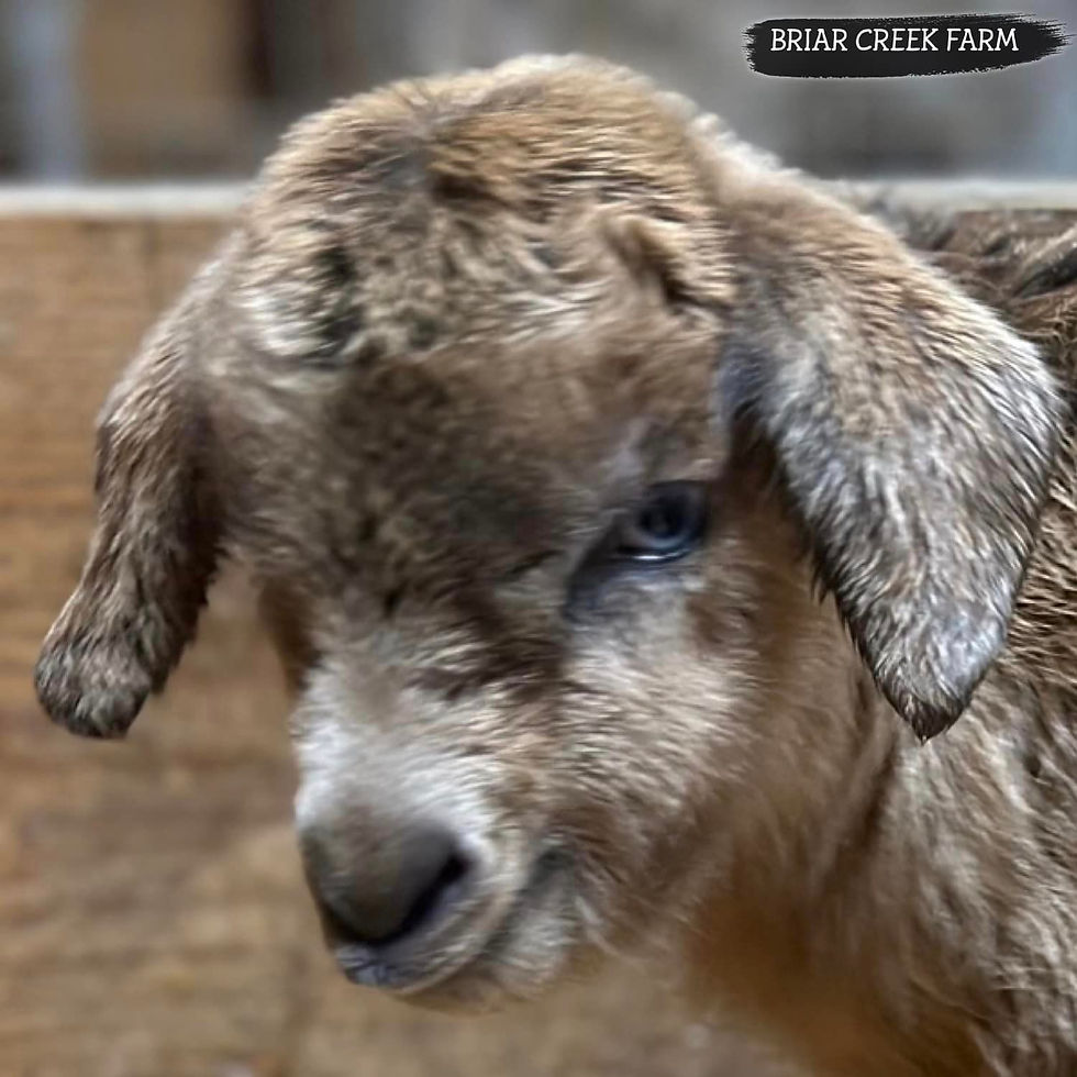 BRIAR CREEK FARM TRIPP 'N FALL