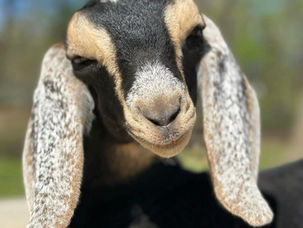 WELCOME TO THE WORLD OF GOAT OWNERSHIP!