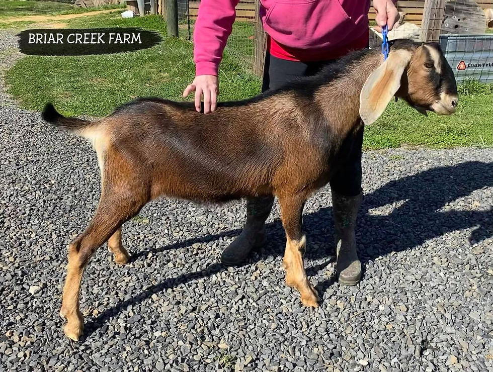 BRIAR CREEK FARM RENEGADE