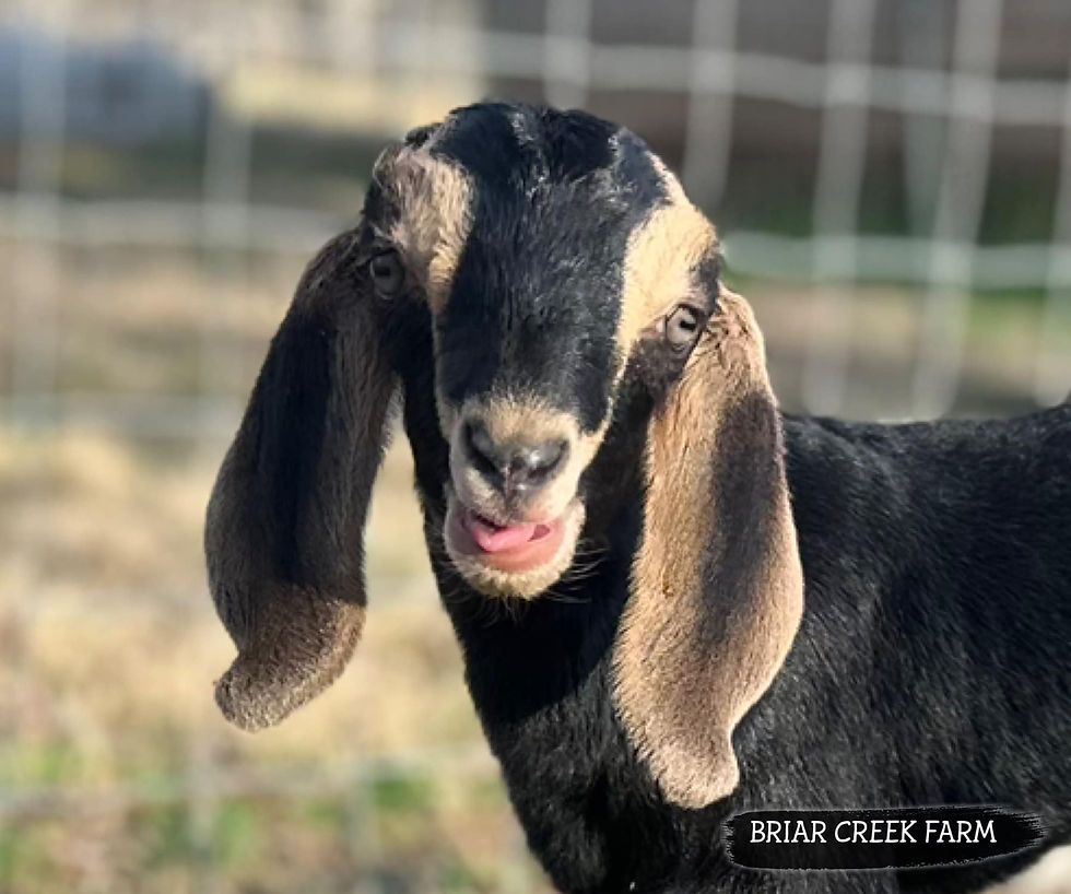 BRIAR CREEK FARM REMINGTON