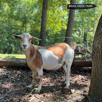 BRIAR CREEK FARM FALL'N STARR