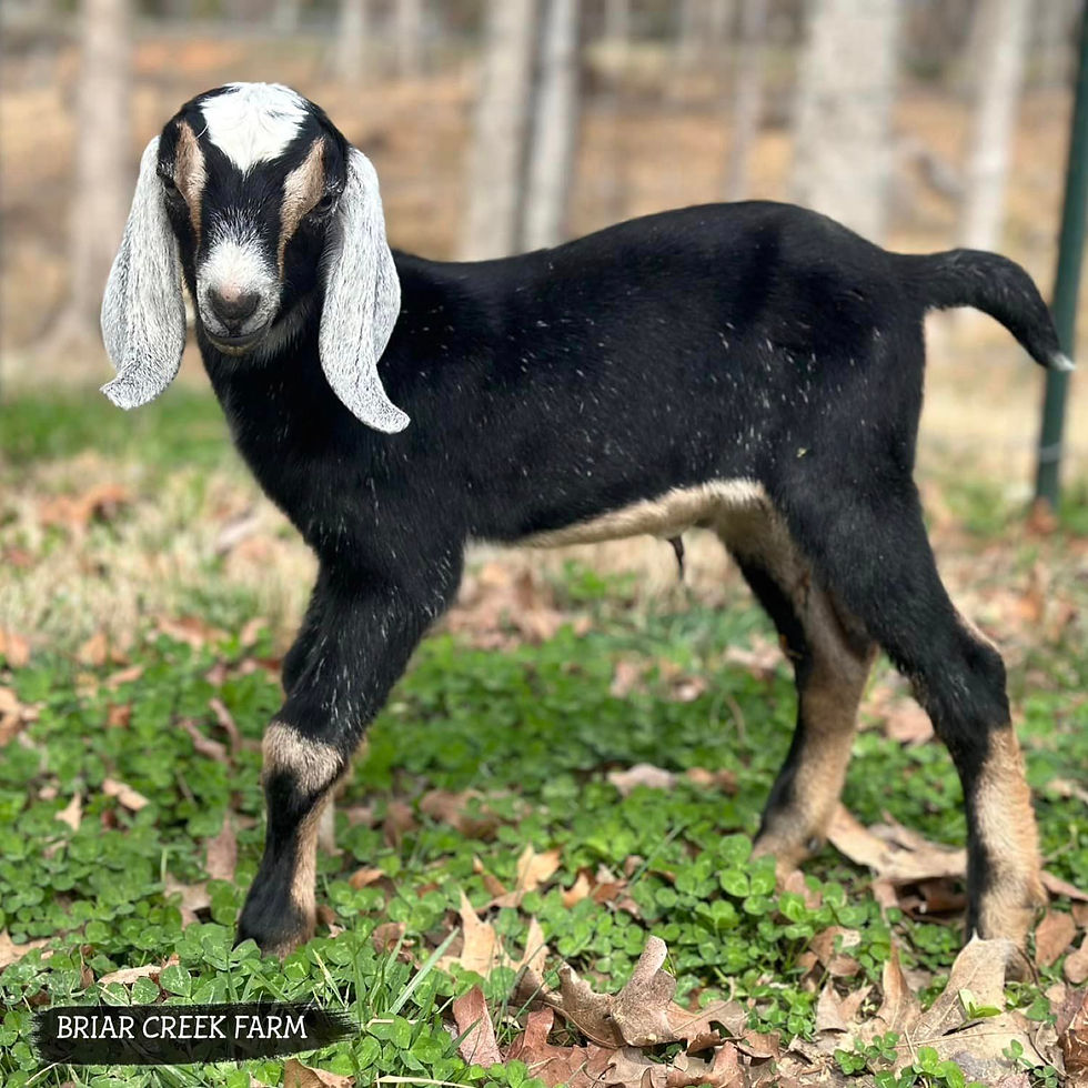 BRIAR CREEK FARM ACE OF SPADES