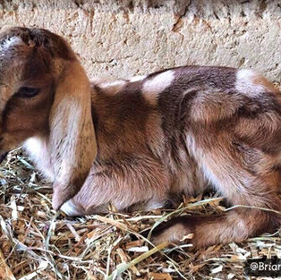 A DOE'S SECRET CODE OF HONOR