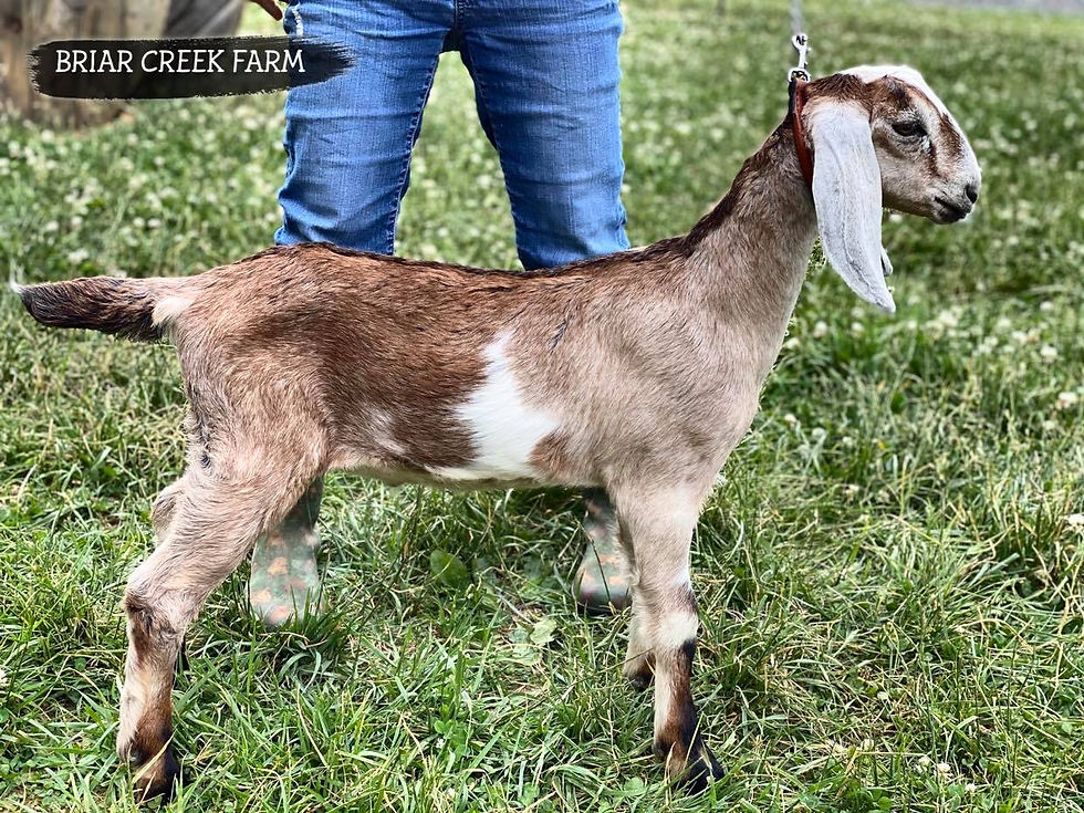 BRIAR CREEK FARM RUFF'N IT