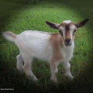 2018 / 2019 BREEDING SEASON