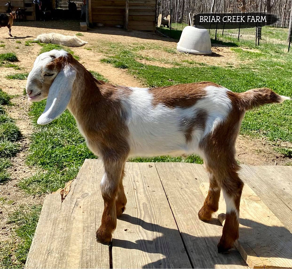 BRIAR CREEK FARM SUNDANCE KID