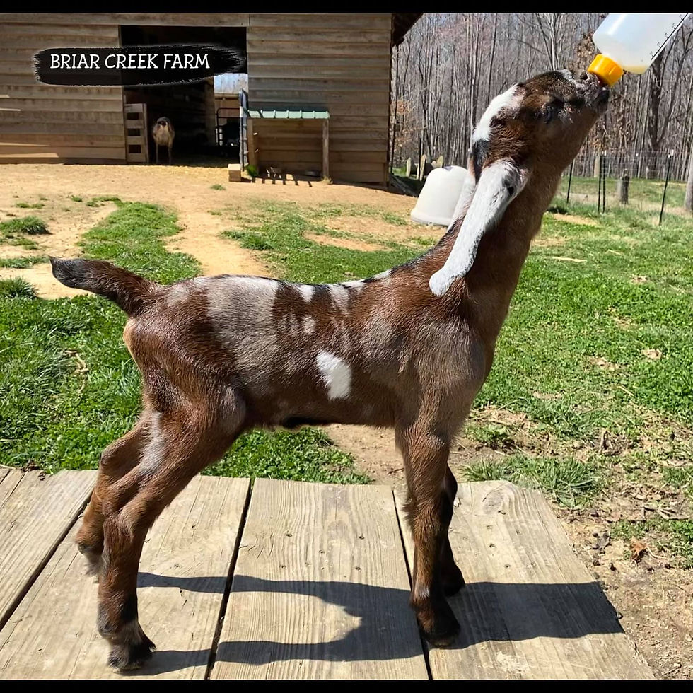 BRIAR CREEK FARM SILVERADO