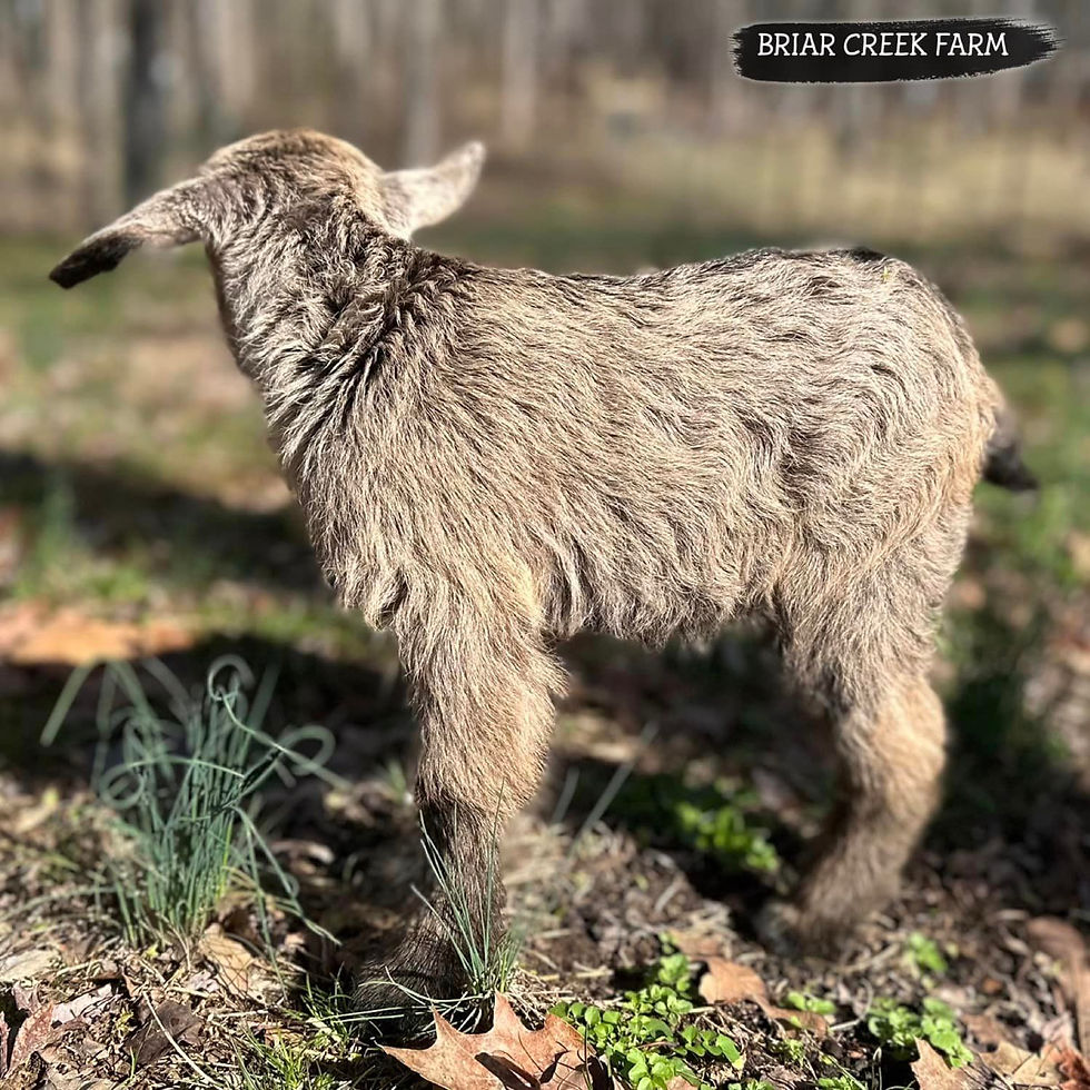 BRIAR CREEK FARM DUST IN THE WIND