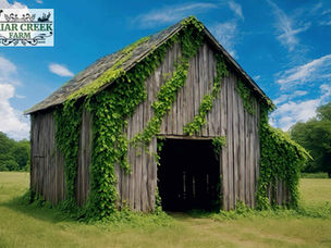 KUDZU IN NORTH CAROLINA