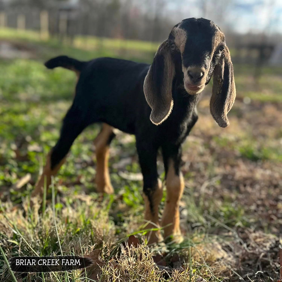 BRIAR CREEK FARM REMINGTON
