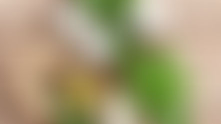 เคล็ดลับสุขภาพด้วยสมุนไพรออร์แกนิก