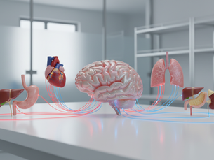 Understanding the Connection Between Our Chiropractic Care and Brain-Body Communication