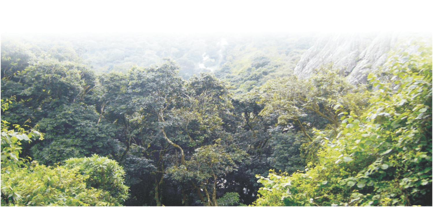 Nandi rainforests