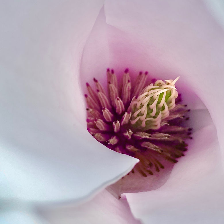 colour photography magnolia
