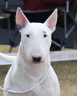 Silver Royale - 2015 Head