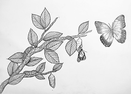 The Life of a Butterfly