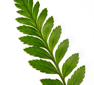 Fern Leaf
