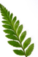 Fern Leaf