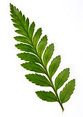 Acupuncture for fertility, Acupuncture for IVF, Acupuncture for pregnancy, Best Acupuncture in London