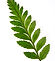 Green Leaf Close-Up