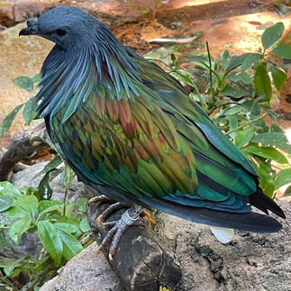 colorful bird in a zoo