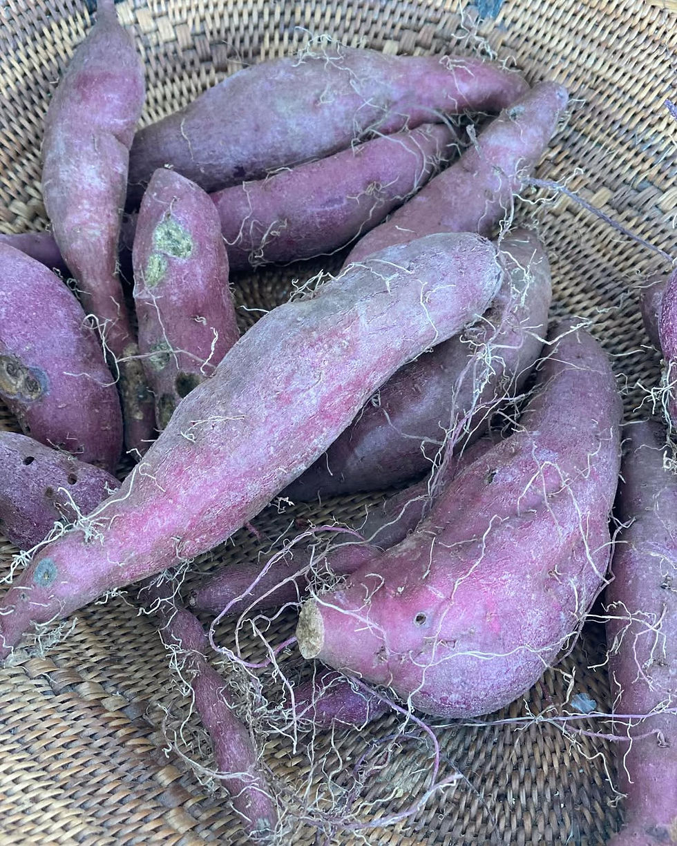 Camote morado recién cosechado apilado en una cesta de mimbre, con tierra y raíces visibles.