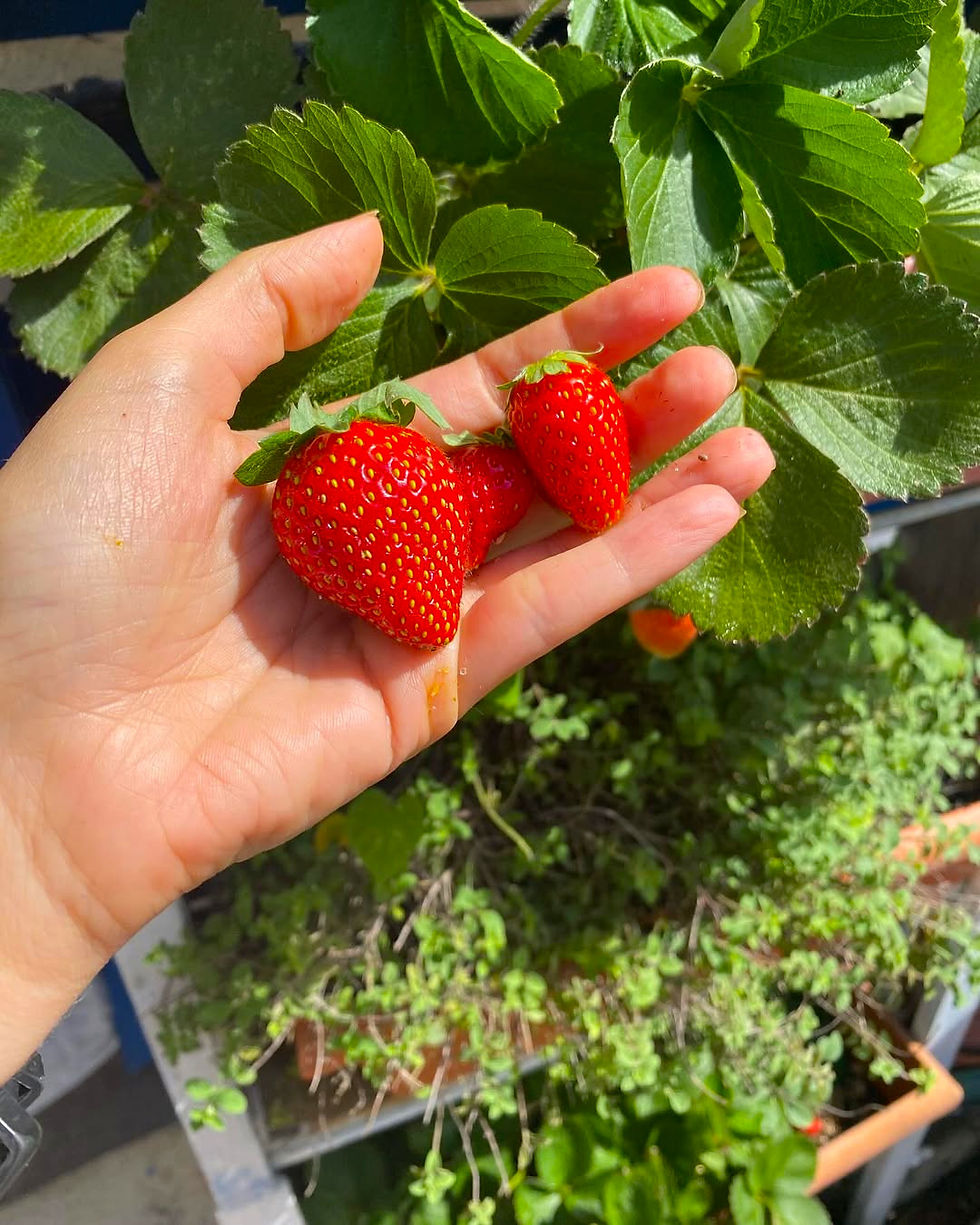 Mano sostiene tres fresas rojas maduras entre hojas verdes en una planta, con huerto al fondo.