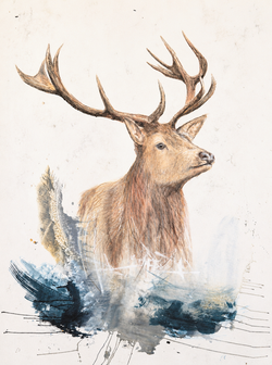 majesté-cerf-120x90 cm