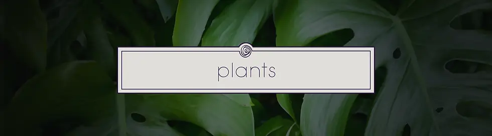 modern plant collection header image featuring lush green plants from bloombudz in paragould ar