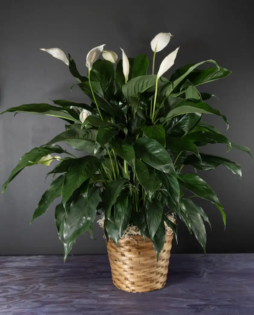 Peace Lily bloombudz