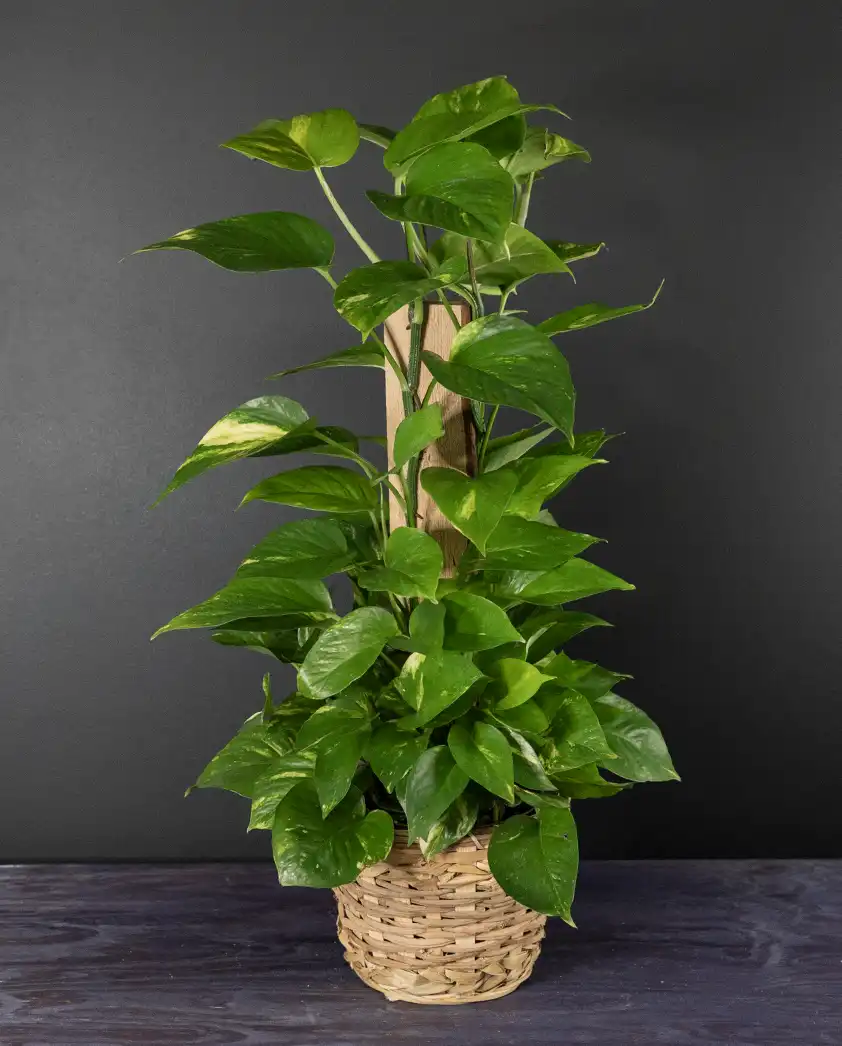 bloombudz pothos plant