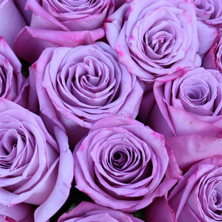 Discovering the Meanings Behind Popular Blooms