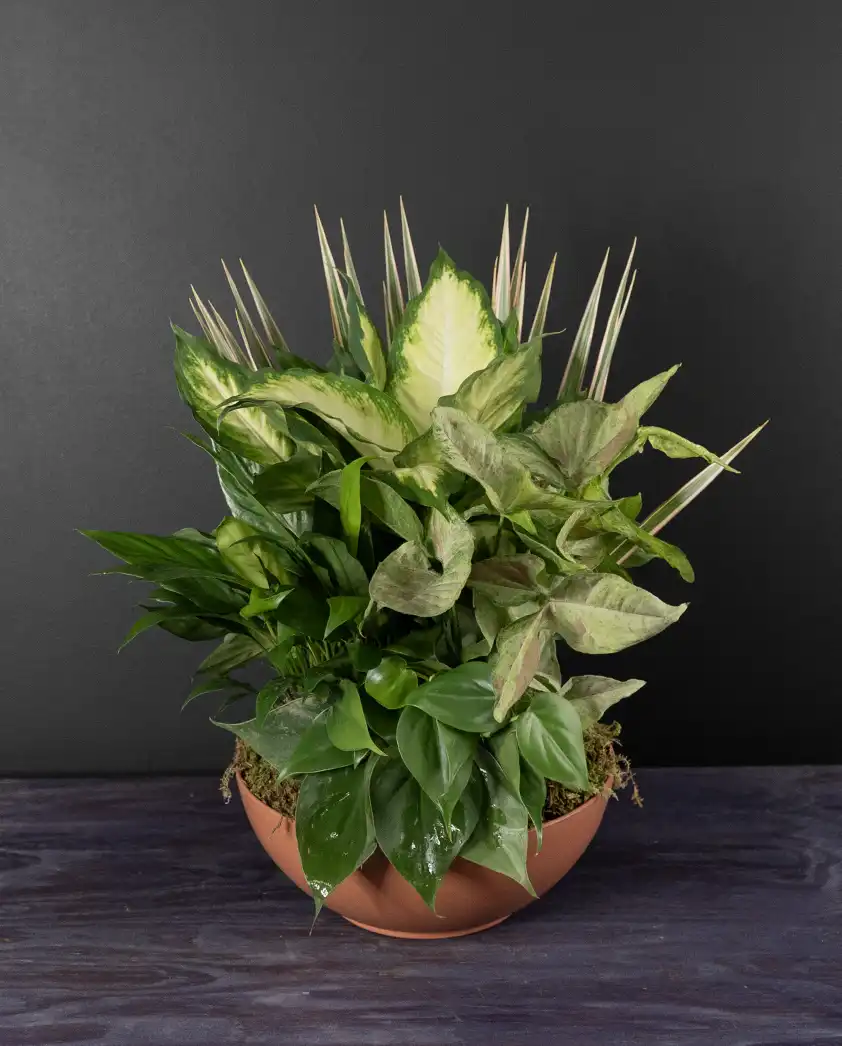 bloombudz dish garden